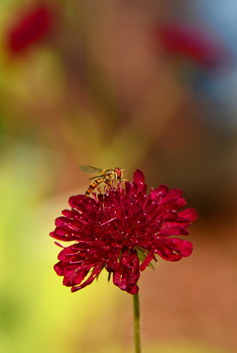 Summer day  Single hover fly on top of a blooming red astrantia flower head.