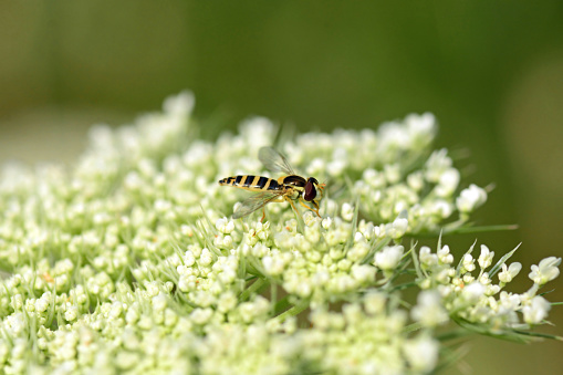 Summer day Single hover fly on top of a blooming queen anne`s lace flower head.