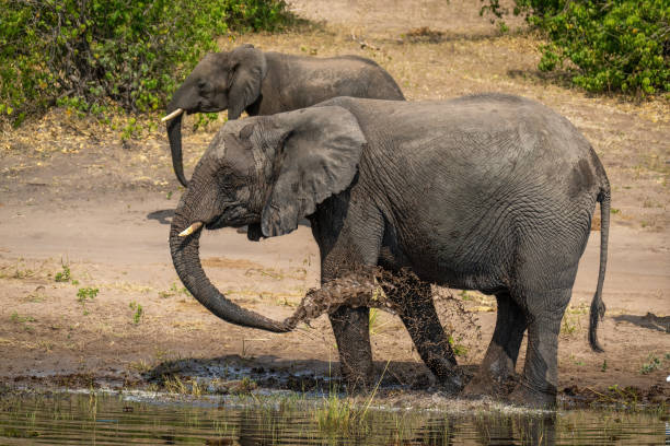 istock African elephant stands spraying mud beside another 1453281440
