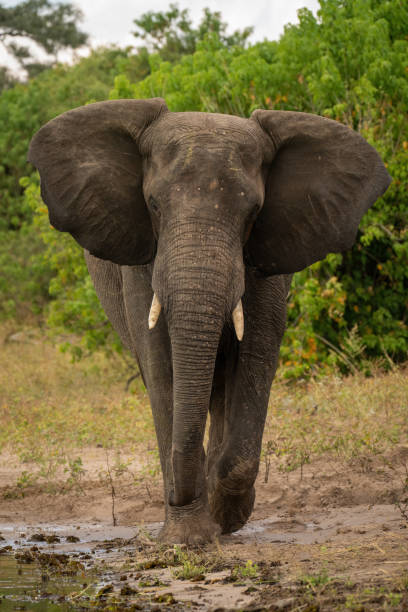 istock African elephant walking towards camera on riverbank 1453281531