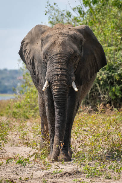 istock African elephant walks along riverbank in sunshine 1453281539
