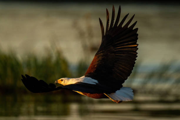 istock African fish eagle crosses river at dusk 1453281584