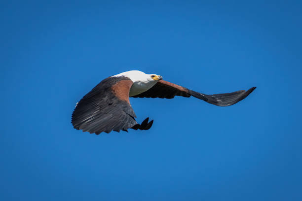 istock African fish eagle flies across blue sky 1453281590
