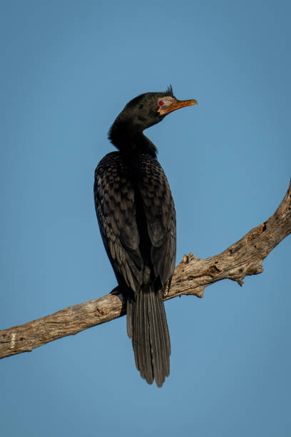 Reed cormorant on branch turns towards camera Reed cormorant on branch turns towards camera phalacrocorax africanus stock pictures, royalty-free photos & images