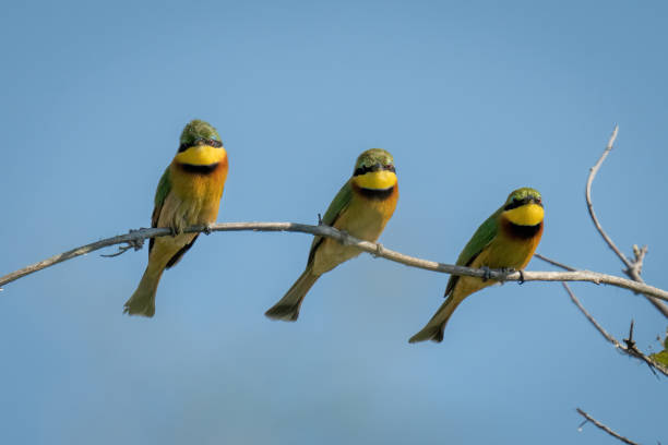 istock Three little bee-eaters mirror positions on branch 1453281751