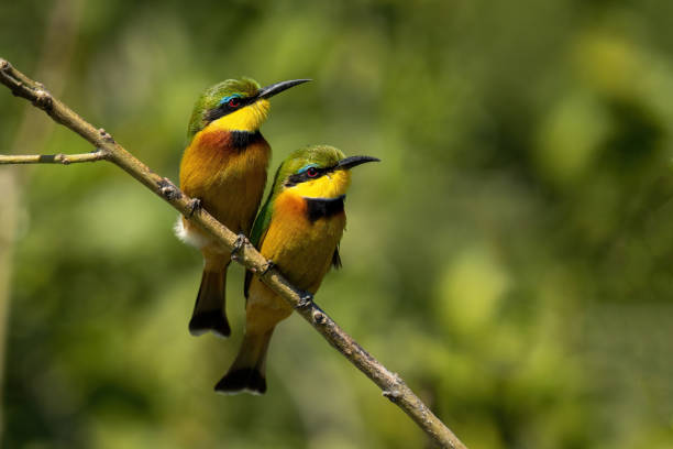 istock Two little bee-eaters side-by-side on diagonal branch 1453281795
