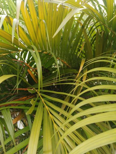 istock Nail plants in pots that grow beautifully 1453281817