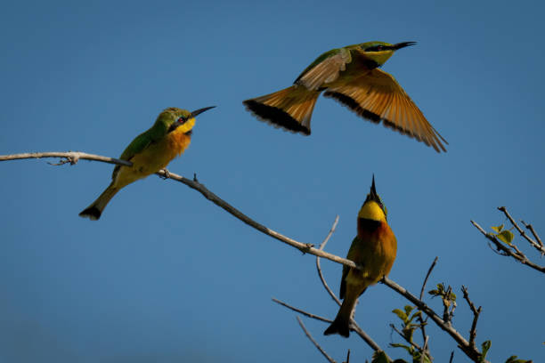 istock Two little bee-eaters watch another flying overhead 1453281824