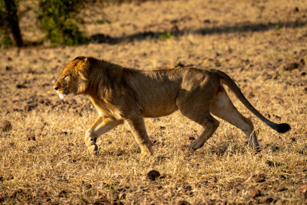 istock Young male lion runs right to left 1453282041
