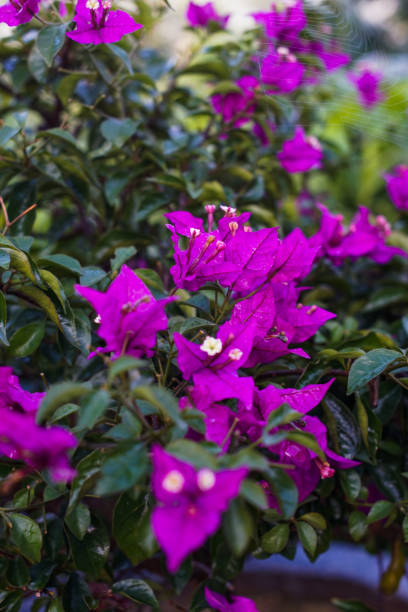 istock Bougainvillea flowers 1453284002