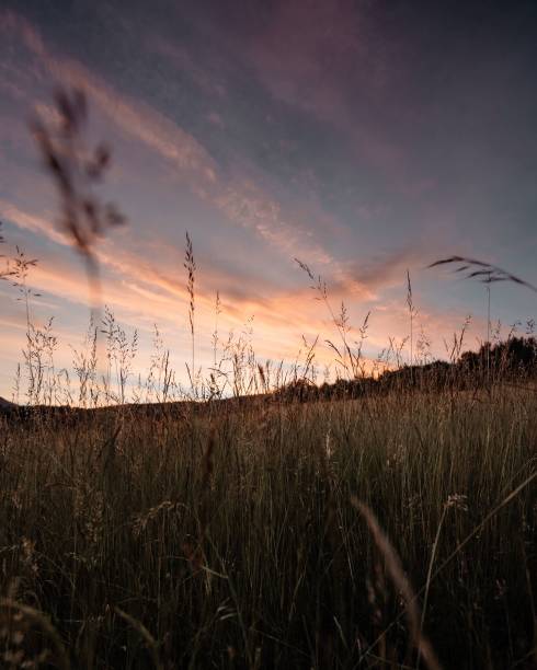 A closeup of growing grass under colorful heaven during sunset