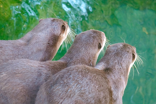Closeup of a otter group in the zoo near green water from the back.