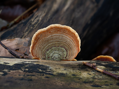 Turkeytail fungus on decaying log in English Woodland.