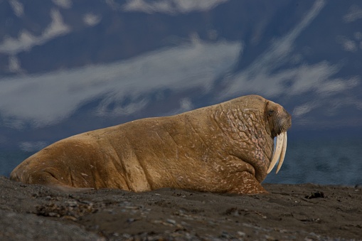 The profile view of an Atlantic Walrus with long white teeth resting on the volcanic sand