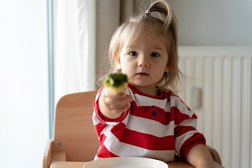 Portrait of Caucasian toddler girl eating broccoli for meal, while siting in high chair