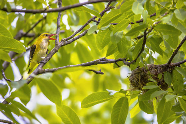 istock Female Golden Oriole at nesting site 1453286167