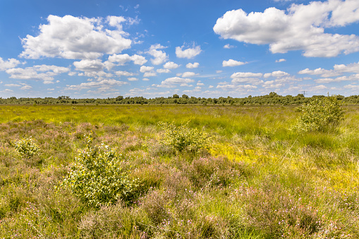 Raised bog, also called ombrotrophic bog Nature reserve de Witten in Drenthe Province, the Netherlands. Landscape scene in european nature.