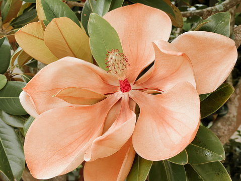 Magnolia grandiflora is Autumn Flowering and Native to North America