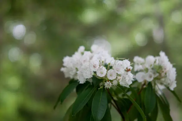 Mountain-laurel flower cluster growing in the Wild Gardens of Acadia in Maine during summer