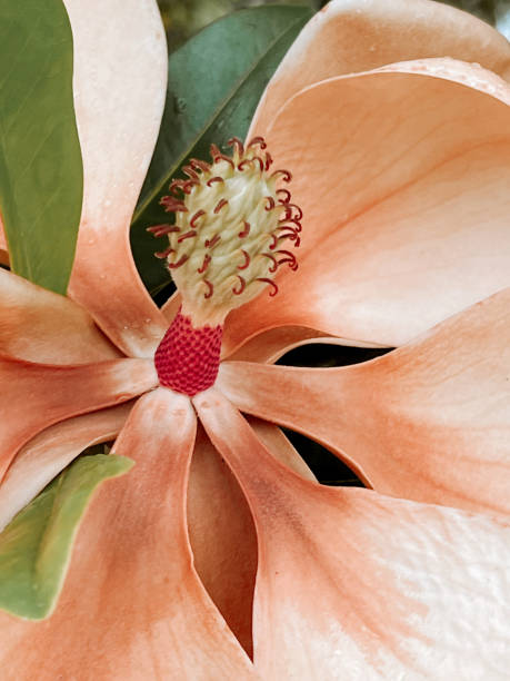 flor de magnolia que se desvanece - magnolia flower sepia toned flower head fotografías e imágenes de stock