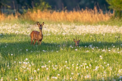 Two roe deers (Capreolus capreolus) standing and sitting in the green farmland with grass and flowers
