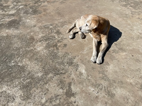 A large old dog rests in the morning sun on the cement floor.