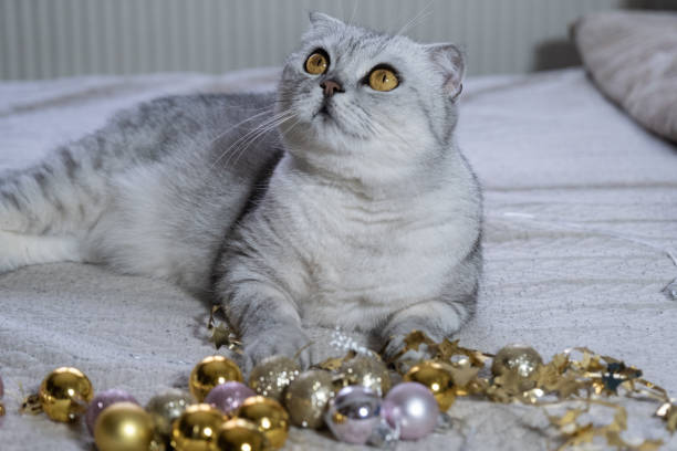 istock Gray Scottish cat with yellow eyes. Sleeping on a blanket with Christmas decorations. Concept for New Year, Christmas, cozy holidays at home, holidays with pets. 1453292155