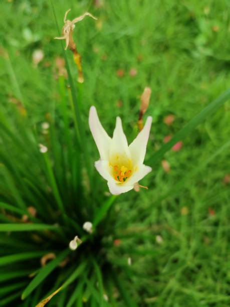 istock Beautiful White Star Flower Growth 1453292877