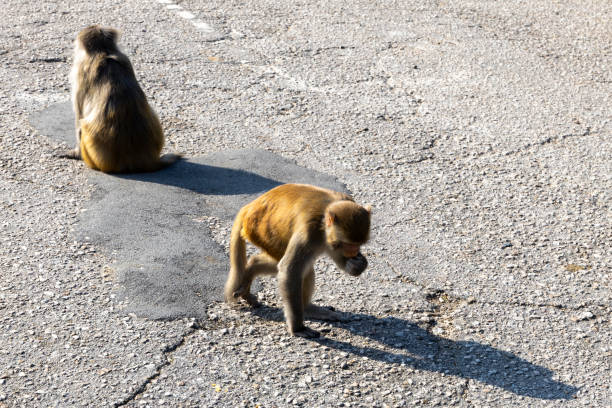 istock Wild Monkey in country park in Hong Kong. 1453293074
