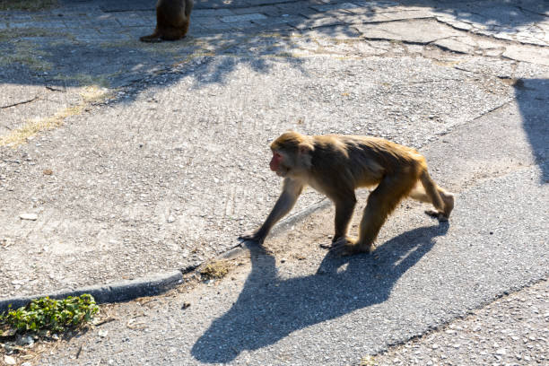 istock Wild Monkey in country park in Hong Kong. 1453293075
