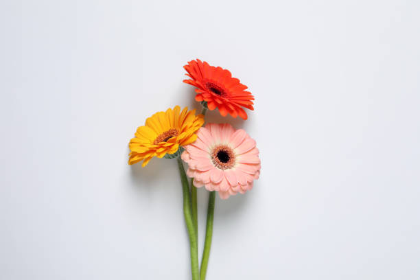 istock Beautiful colorful gerbera flowers on white background, flat lay 1453293839