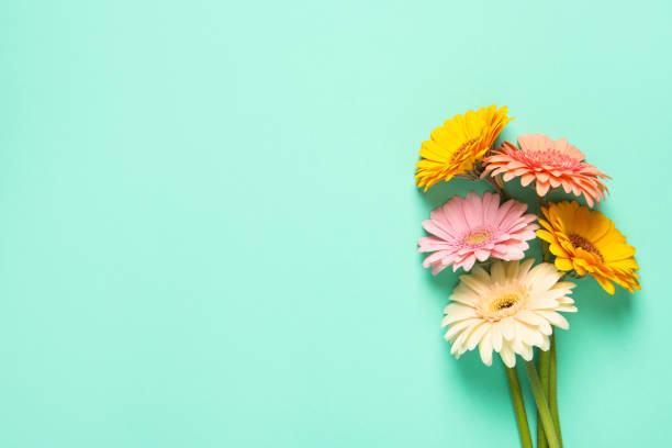 istock Beautiful colorful gerbera flowers on turquoise background, flat lay. Space for text 1453295130