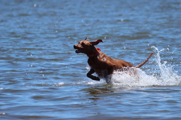istock Brown dog playing at the beach 1453295137