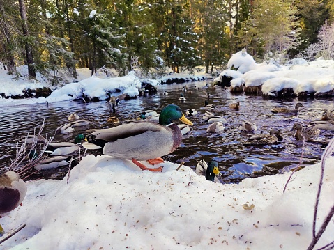 Ducks are fed in winter