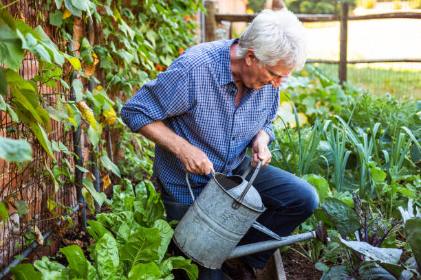 istock Senior man watering crops in vegetable garden 1453296906