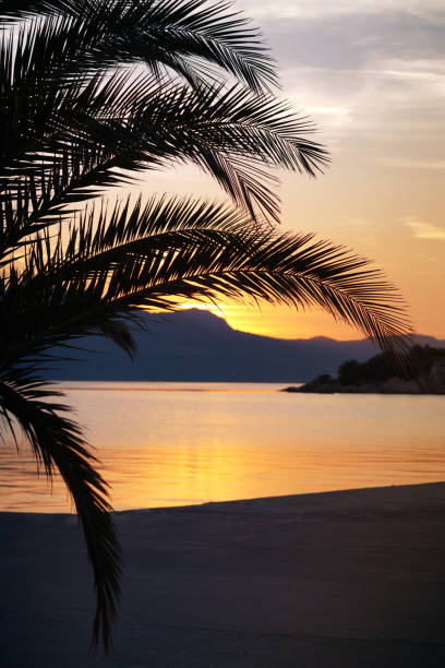 Sunset with palm trees on the Adriatic coast