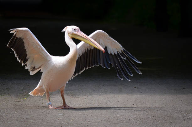This pelican dries its plumage in the sun of the zoo in Berlin. The swing springs of the right wing are missing, which is easy to see. The feathers stand out very well at the edges against the dark background.