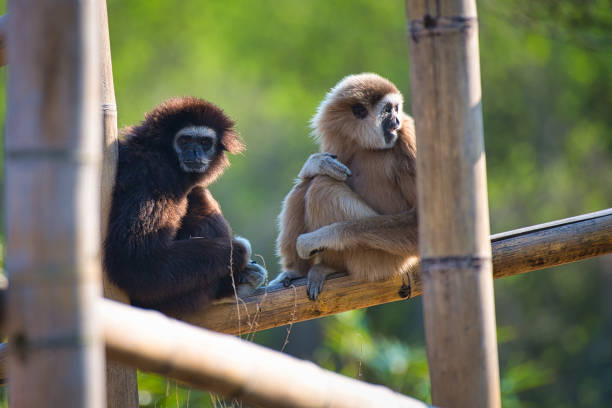 istock Two gibbons sit on a bamboo pole in the Berlin zoo 1453303036