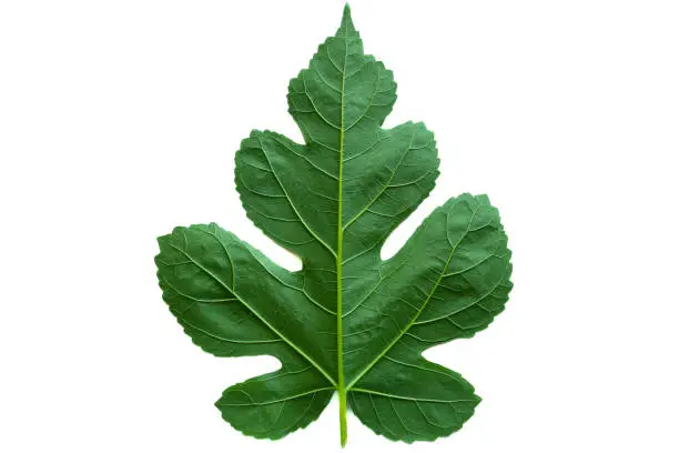 Photo of Mulberry leaves, the white mulberry species, are beautiful and strange, unlike other mulberries. It is a long-lived shrub popular for medical use. mulberry leaves on a white background.