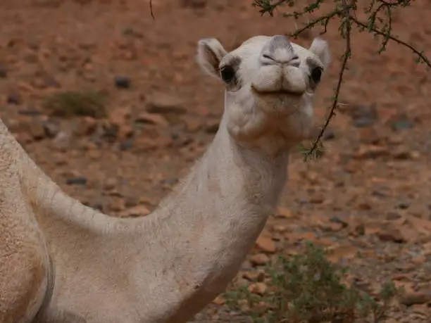 Photo of The dromedary watches the approaching intruder, surroundings of Tata, Morocco