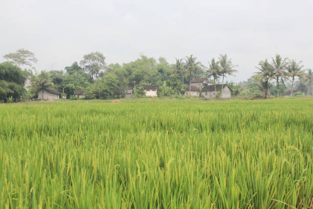 istock Photo view of beautiful rice fields 1453304799
