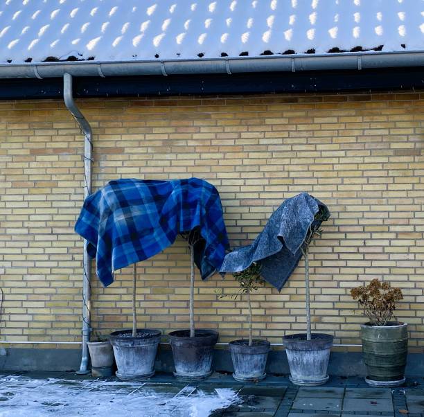 istock Cute idea: Potted plants protected from the cold weather by a blanket 1453304837