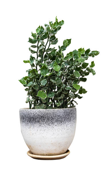 istock House plant in pot isolated on white background with clipping path 1453306153