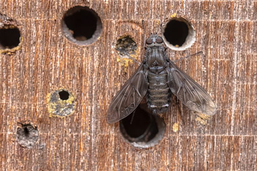 Anthrax anthrax is a species of Fly in the Family Bombyliidae or Bee Flies. It parasites on solitary bees and wasps and can often be found in the city near bee and insect hotels.