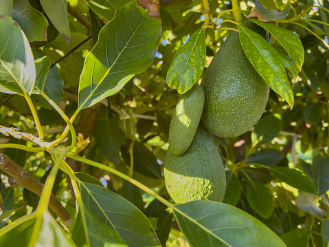 Close-up photo of juicy and fresh ripe avocados in a vegetable farm. Sun reflecting bright on fruit surface. Natural food background with copy space.