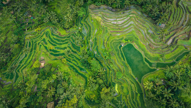Rice Terrace in Bali seen from above