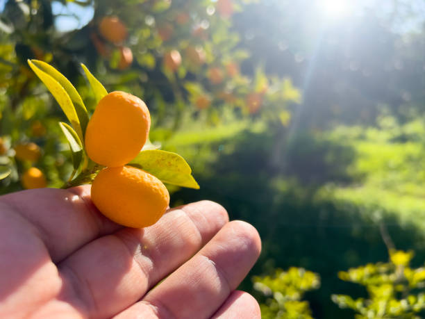 Hand holding fresh kumquat fruit Close-up photo of a human hand holding two ripe kumquats hanging on a tree at a citrus farm. Sun reflecting bright on organic fruit surface. Natural food background with copy space. kumquat stock pictures, royalty-free photos & images