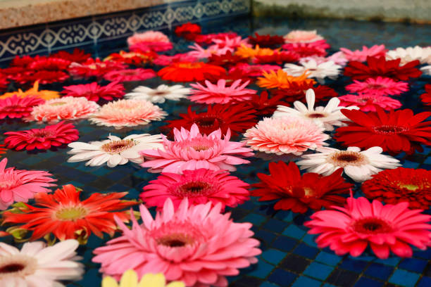 istock A tiled water field with colorful flower petals 1453309476