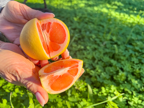 Close-up photo of a human hand holding two pats of a sliced ripe grapefruit under sun light. Sun shinning bright on organic fruit surface. Natural food background with copy space.