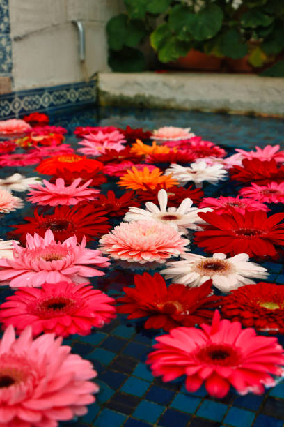istock A tiled water field with colorful flower petals 1453309510